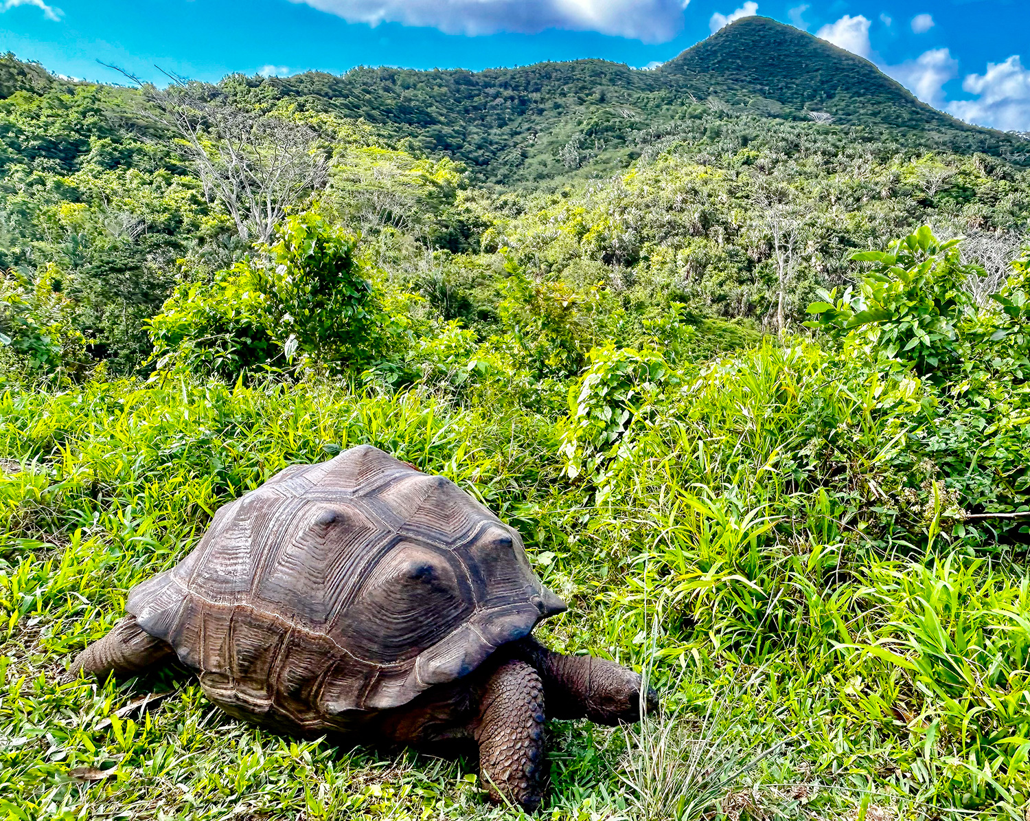Mauritius - želva