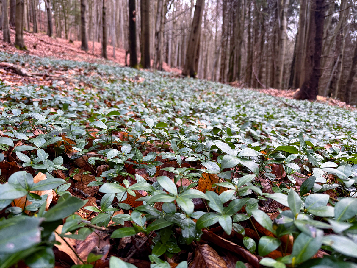 Tohle není medvědí česnek