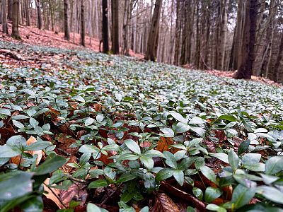 Kdo se bojí, nesmí na Hřebeč