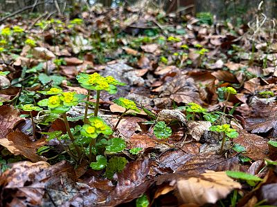 Kdo se bojí, nesmí na Hřebeč
