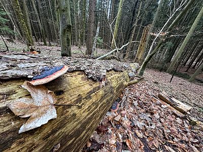 Kdo se bojí, nesmí na Hřebeč